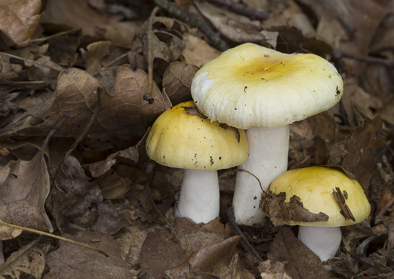 Russula solaris